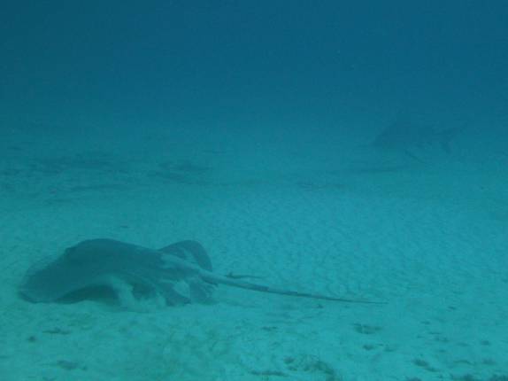 Arraia e tubarão touro durante mergulho em Playa del Carmen, no litoral do Yucatán, no México